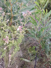 Salvia chamelaeagnea