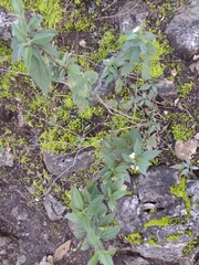 Lantana achyranthifolia