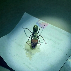 Camponotus singularis