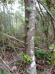 Cissus striata