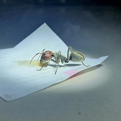 Camponotus singularis