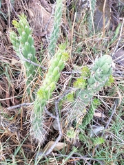 Austrocylindropuntia subulata
