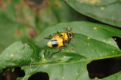 Chauliognathus flavipes