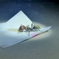 Camponotus singularis