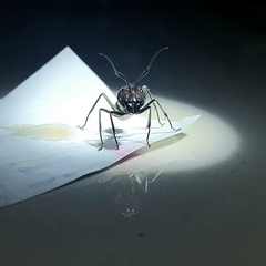 Camponotus singularis