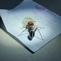 Camponotus singularis