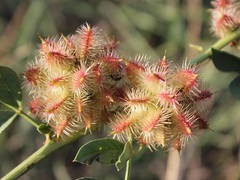 Glycyrrhiza echinata