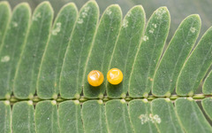 Polyura bharata