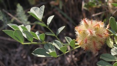 Glycyrrhiza echinata