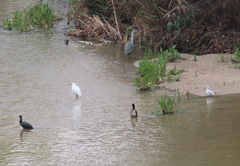 Chroicocephalus ridibundus