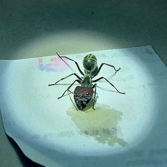 Camponotus singularis