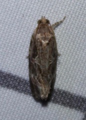 Phaecasiophora confixana