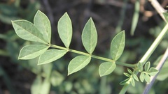 Glycyrrhiza echinata