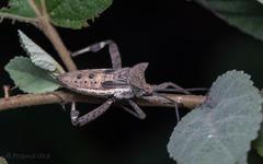 Trematocoris lobipes