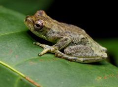 Hyperolius brachiofasciatus