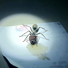 Camponotus singularis