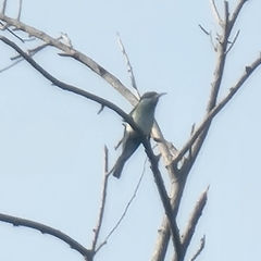 Merops viridis