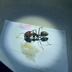Camponotus singularis