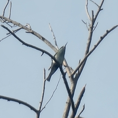 Merops viridis