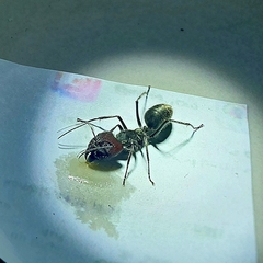 Camponotus singularis