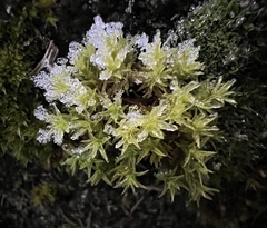 Plagiomnium undulatum