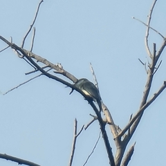 Merops viridis