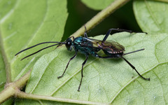 Chlorocryptus purpuratus