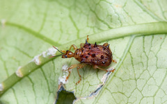 Hoplapoderus