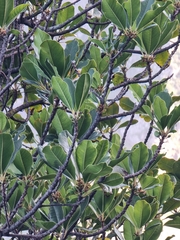 Sideroxylon mirmulans