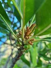 Sideroxylon mirmulans