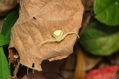 Misumenops callinurus