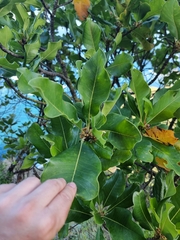 Sideroxylon mirmulans