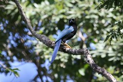 Cyanocorax yucatanicus