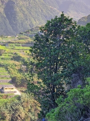 Sideroxylon mirmulans