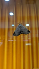 Psimada quadripennis