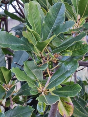 Sideroxylon mirmulans