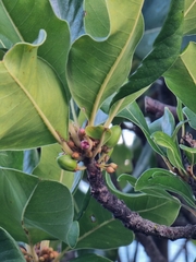 Sideroxylon mirmulans