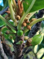 Sideroxylon mirmulans