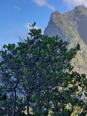 Sideroxylon mirmulans