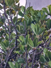 Sideroxylon mirmulans