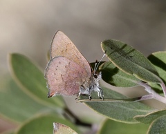 Callophrys augustinus