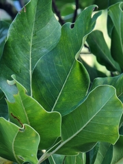 Sideroxylon mirmulans