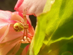 Misumenops