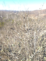 Malacothamnus foliosus