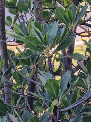 Sideroxylon mirmulans