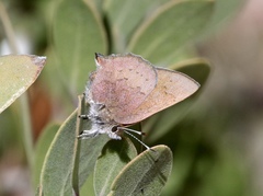 Callophrys augustinus
