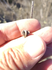 Malacothamnus foliosus