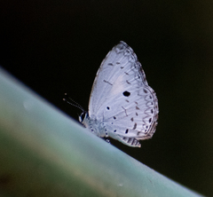 Lestranicus transpectus