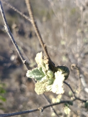 Malacothamnus foliosus