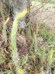 Austrocylindropuntia subulata